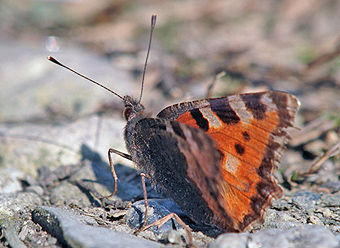 Aglais urticae